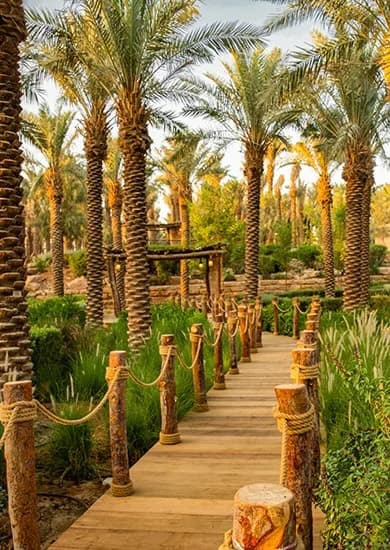 Palm-grove boardwalk path in Diriyah